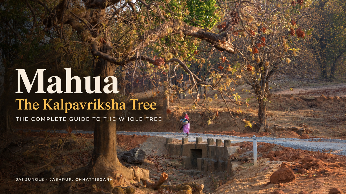 Mahua: The Kalpavriksha Tree