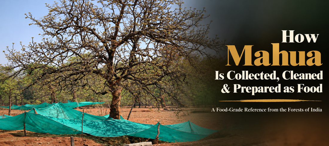 How Mahua Is Collected, Cleaned, and Prepared as Food: A Food-Grade Reference from Forests of India