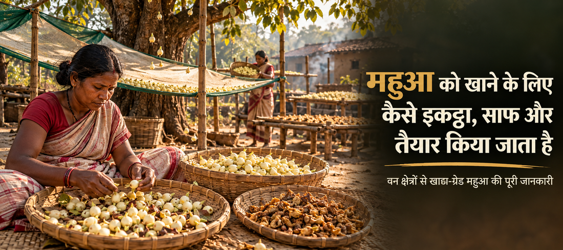 महुआ को खाने के लिए कैसे इकट्ठा, साफ और तैयार किया जाता है