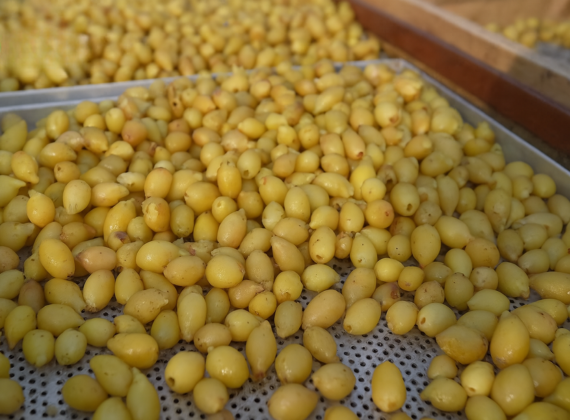 jj mahua benefits (3)