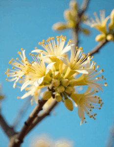 Close-up of blooming mahua flower on tree branch against blue sky – a superfood flower used in traditional tribal diets, Ayurveda, and natural nutrition