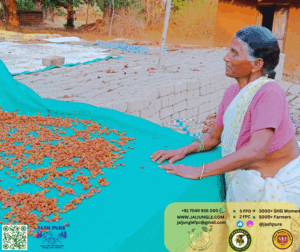 Tribal woman drying sun-dried Mahua flowers on green fabric in Jashpur village.