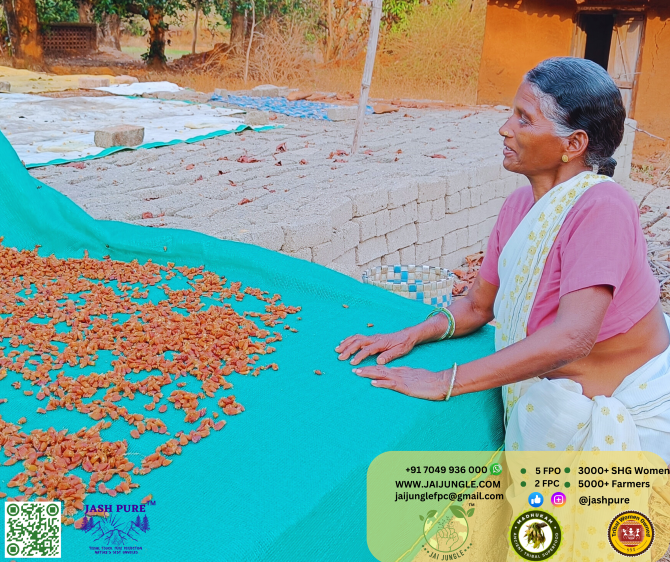 Tribal woman drying sun-dried Mahua flowers on green fabric in Jashpur village.
