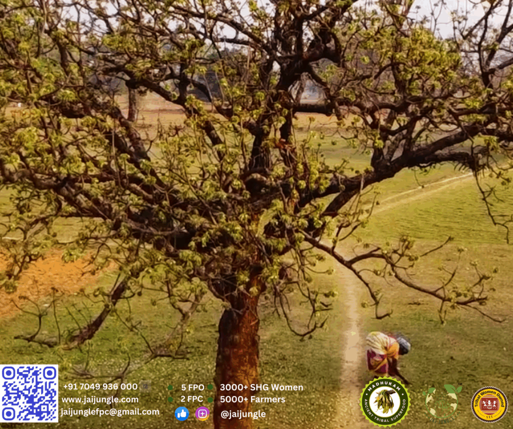 Mahua Tree with Tribal Woman Collecting Leaves