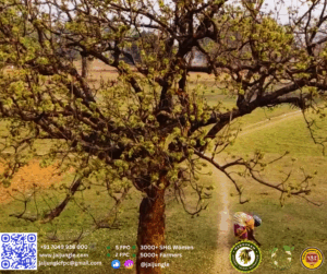 Mahua Tree with Tribal Woman Collecting Leaves