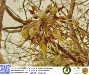 Mahua flowers blooming on a tree during spring, showing cream-colored blossoms rich in natural sugars, minerals, and nutrients.