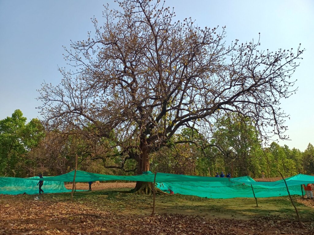Large Mahua tree with green nets deployed underneath for hygienic, food-grade collection of blossoms in Jashpur forest.