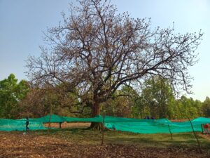 Large Mahua tree with green nets deployed underneath for hygienic, food-grade collection of blossoms in Jashpur forest.