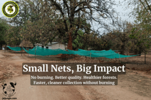 Fire-free Mahua collection with elevated nets — Jashpur