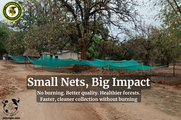 Fire-free Mahua collection with elevated nets — Jashpur