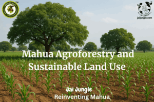 Mahua trees growing in farmland alongside millet and maize crops, showcasing sustainable agroforestry practices and biodiversity conservation in central India.