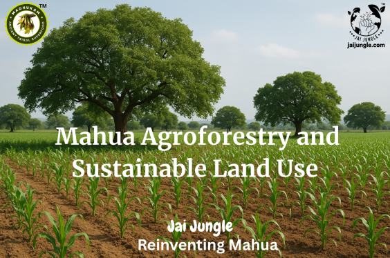 Mahua trees growing in farmland alongside millet and maize crops, showcasing sustainable agroforestry practices and biodiversity conservation in central India.