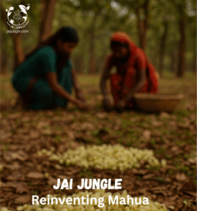 “Two tribal women collecting freshly fallen Mahua (Madhuca longifolia) flowers in a forest during early morning, symbolizing traditional Mahua harvesting. Text overlay: ‘Jai Jungle | Reinventing Mahua’.”