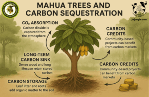 Illustration showing the Mahua tree’s carbon sequestration process, including CO₂ absorption, carbon storage in wood and soil, and the link to community-based carbon credits and climate mitigation.