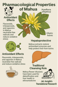 An infographic illustrating the pharmacological properties of Mahua (Madhuca longifolia), highlighting its antioxidant, anti-inflammatory, antimicrobial, antidiabetic, hepatoprotective, and wound-healing benefits, along with the role of tribal women in Mahua-based wellness innovation.